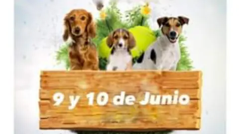 Cartel recogida de alimentos