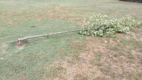 actos vandálicos benavente