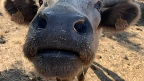 Vacas Explotación  (6)