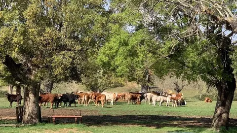 Vacas Explotación  (9)