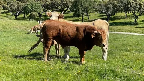 Vacas Explotación