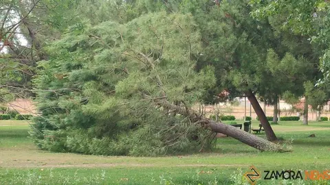 Árbol caído al lado de las pistas de skate