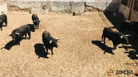 toros zamora
