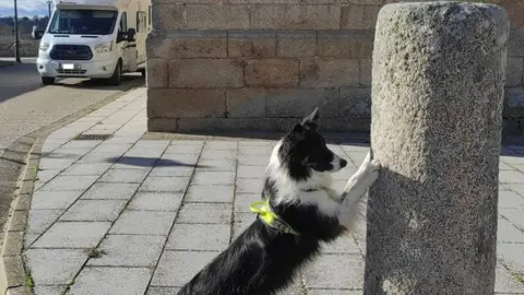 Arvi en Villar del Buey