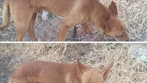 Perro extraviado en Domez