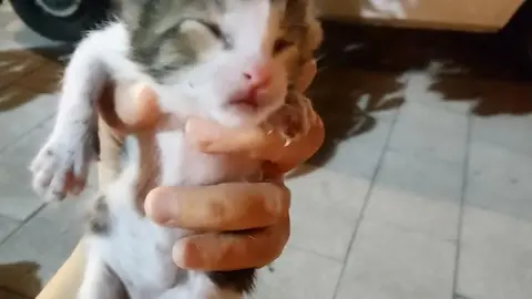 Cría de gato rescatado