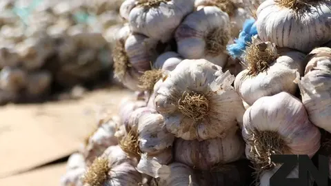Imagen del archivo Feria del Ajo