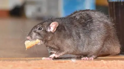 ratas