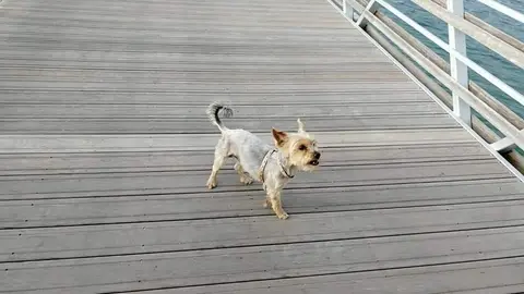 Ayuda para buscar a Zoe por la barriada de Asturias