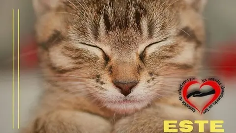 Cartel Mercadillo Solidario