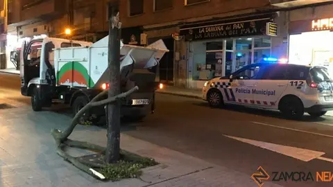 árbol seccionado amargura