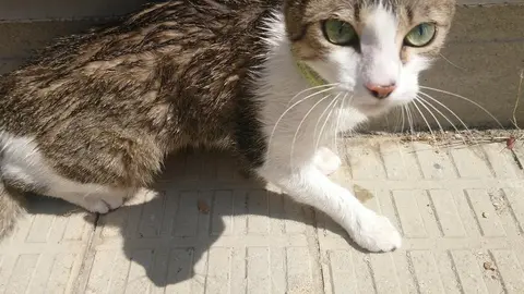 Gata localizada por DAZ