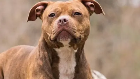 animal-nature-cute-dog