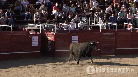 toro en interbenavente sobrero