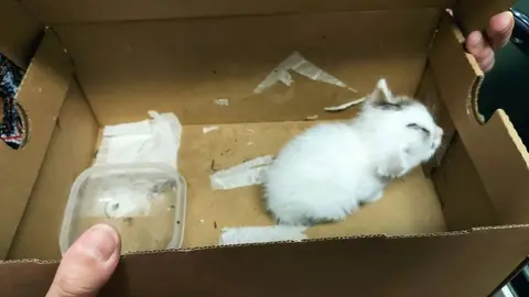 Uno de los gatos que han aparecido en una caja de zapatos