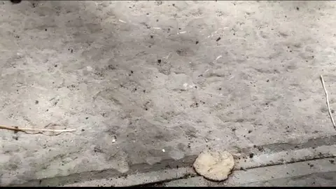 Garrapatas en la zona centro de Zamora. Imagen de archivo