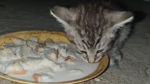 Gato perdido en La Hiniesta