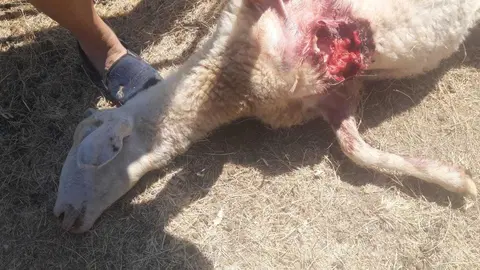 Unas de las ovejas atacadas en Gáname. Foto UPA-ZAMORA