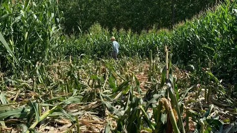 Daños causados por jabalíes en un cultivo de maíz en Milles de la Polvorosa