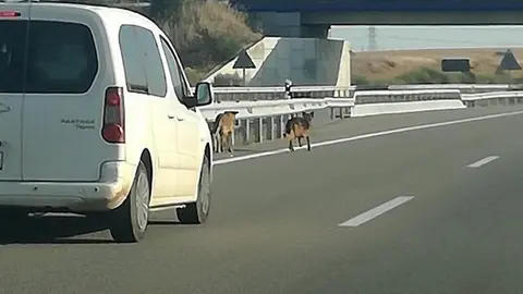 Perros en la autovía a su paso por la autovía a su paso por Fontanillas