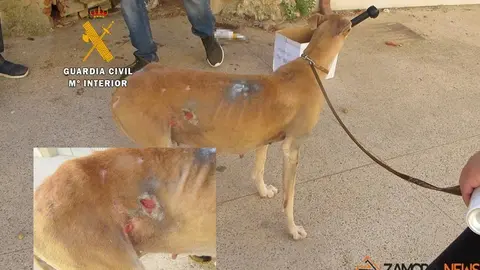 Estado en que se encontraba la perra