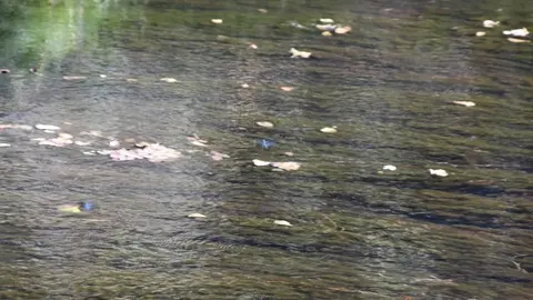 sejas de sanabria (14)