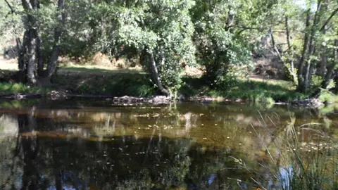 Imagen de Sejas de Sanabria