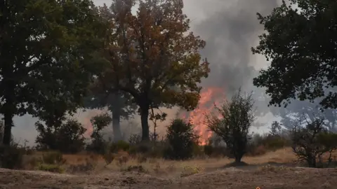 fuego fresnadillo  (17)