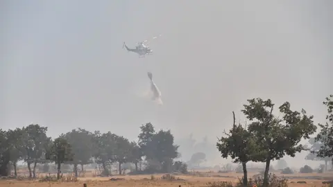 fuego fresnadillo  (90)