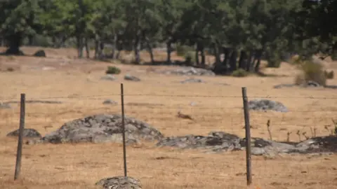 fuego fresnadillo  (109)