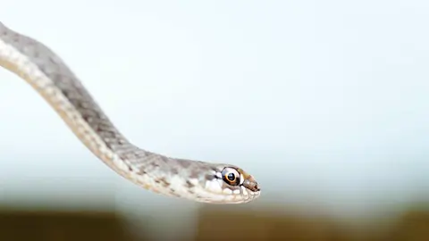 Foto de archivo serpiente