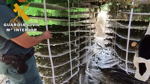 Plantación de marihuana en La Carballeda
