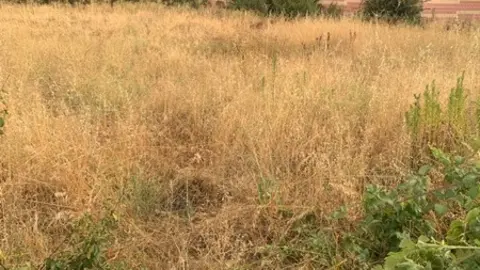 Solares llenos de maleza en Mayalde