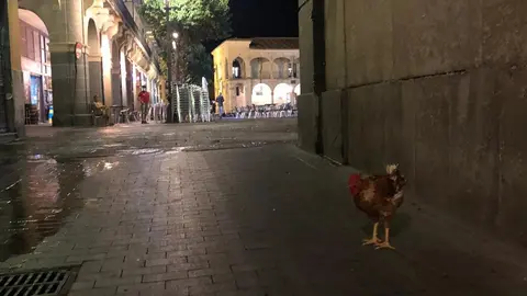 gallina perdigón