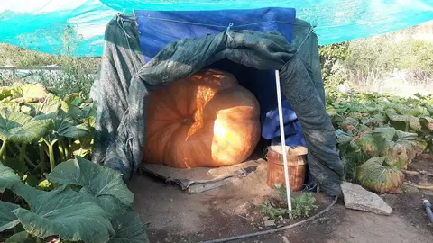 Imagen de la calabaza de 700 kilos cultivada en Fermoselle. Fotografía: CEDIDA