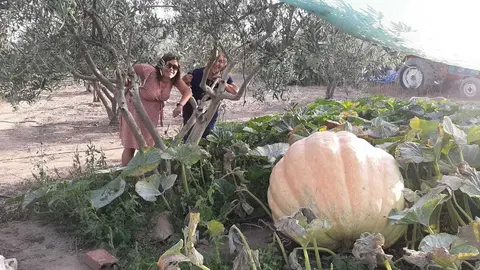 Imagen de la calabaza de 700 kilos cultivada en Fermoselle. Fotografía: CEDIDA