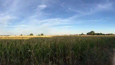 Camino de acceso al puente de Los Tres Árboles