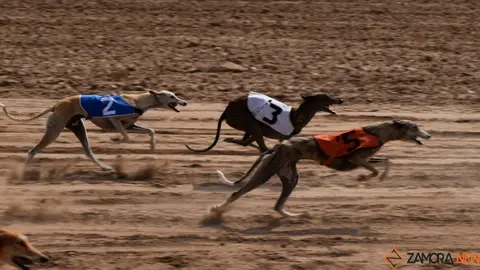 galgos carrera 12 - copia