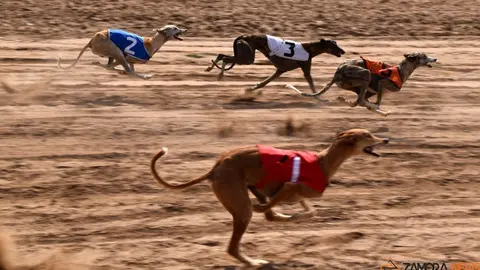 galgos