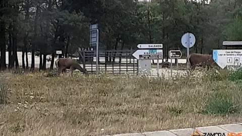 ciervos ya casi domésticos