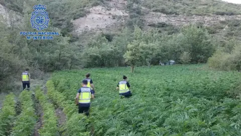 Agentes en una de las macroplantaciones