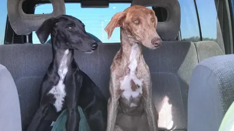 Una pareja de galgos