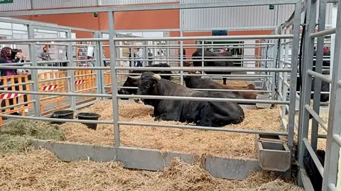 Ejemplar de raza sayaguesa en la feria de Zaragoza