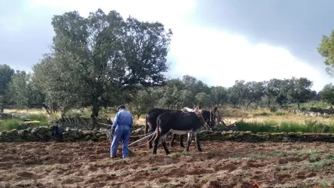 Tirando de arado para remover la tierra