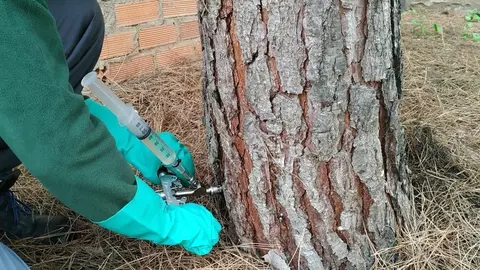 T&eacute;cnicos del Ayuntamiento luchan contra la procesionaria