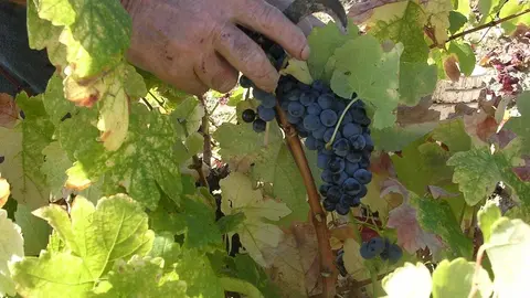 Fotografía: Facebook DO Arribes