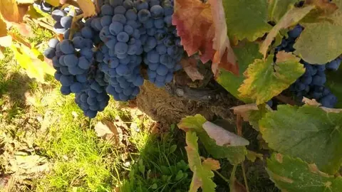 Foto archivo vendimia uva