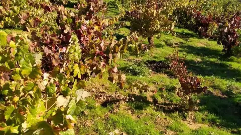 Foto archivo vendimia uva