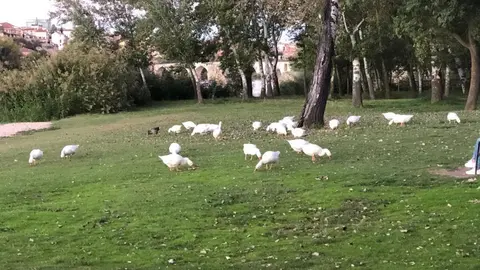 Pato en la zona del puente de Piedra