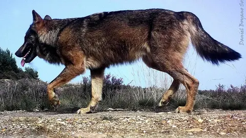Ejemplar de lobo